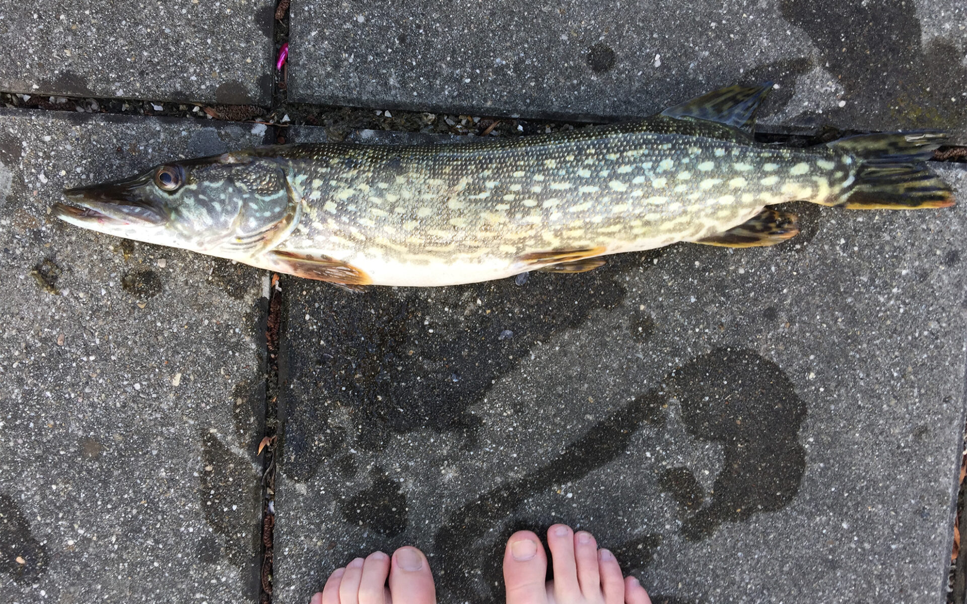 Hechtfischen am Attersee