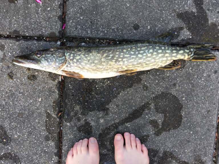 Hechtfischen am Attersee